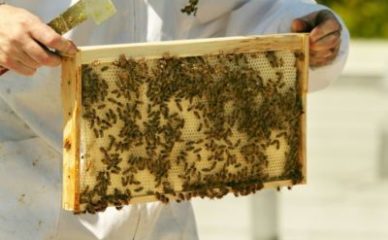 Seminar o organskom i biološko-dinamičkom pčelarstvu