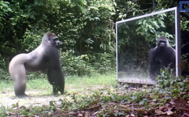 Životinje po prvi put vide svoj odraz u ogledalu (video)