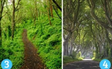 TEST- Jedna šumska staza vas posebno doziva: Na kojem ste sudbinskom putu?