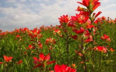 5 cvetnih esencija koje vas uspešno pripremaju za letnje radosti