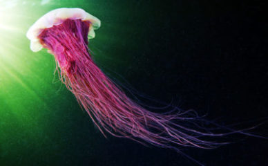 Vanzemaljska lepota meduze